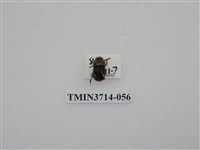 藏品(金龜子科)的圖片